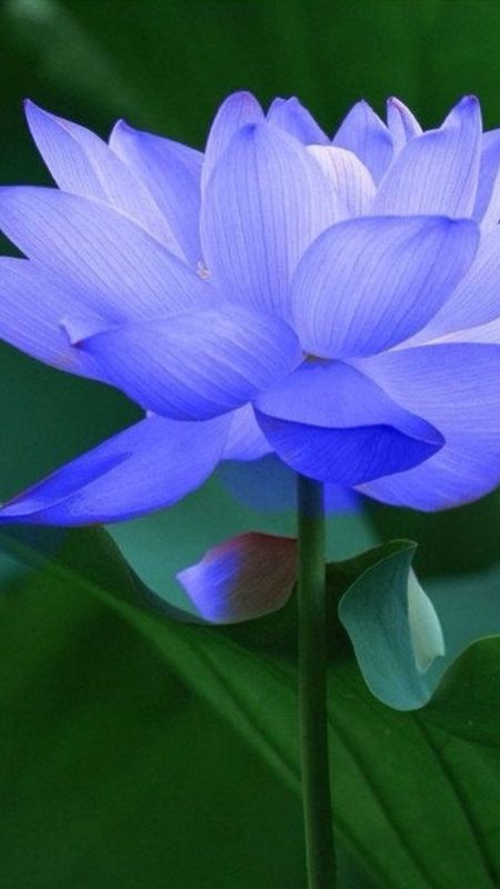 Lotus Flower | Purple Lotus Wallpaper Download | MobCup