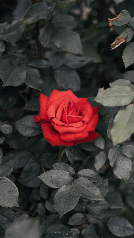 Red Rose Flower With Black Leaves Wallpaper Download | MobCup