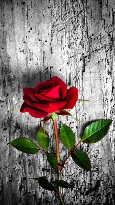Red Rose - Beautiful Wallpaper Download