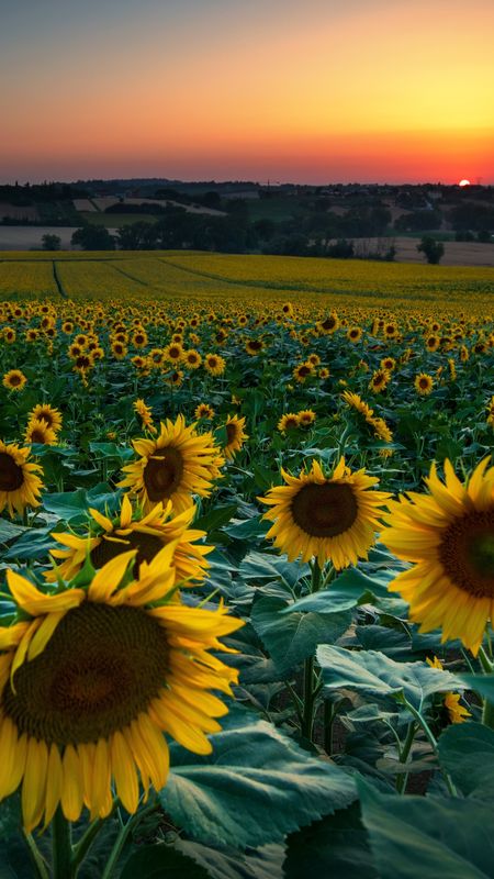 Sunflower Wallpaper Download | MobCup