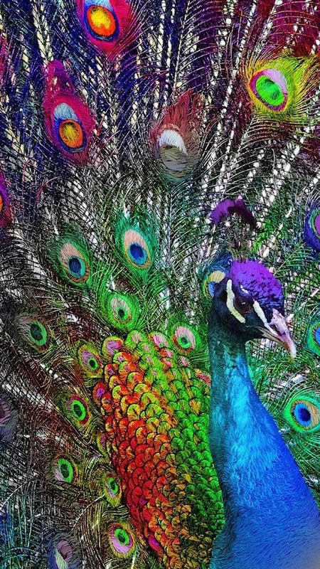 Rainbow Colorful Peacock Shapes Pattern HD Trippy Wallpapers  HD Wallpapers   ID 82731