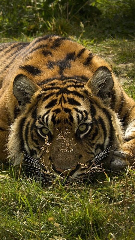 Tiger Photo - Forest - Tiger Wallpaper Download | MobCup