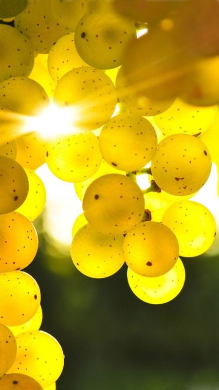 Yellow Background | Grapes Wallpaper Download | MobCup