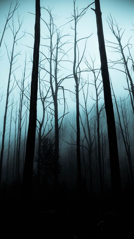 scary dark forest wallpaper