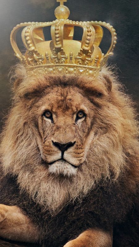 Lion with Crown Wallpapers  Top Free Lion with Crown Backgrounds   WallpaperAccess