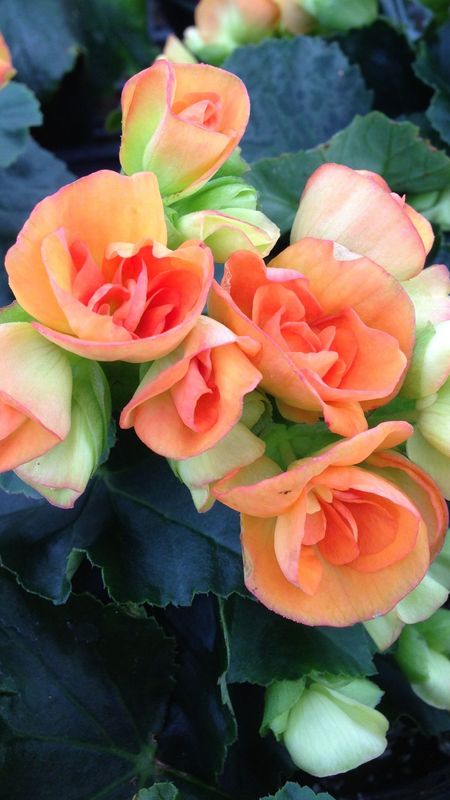 Begonia | Adorable Flower Wallpaper Download | MobCup