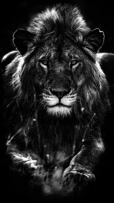Black Lion | Animal King Wallpaper Download | MobCup