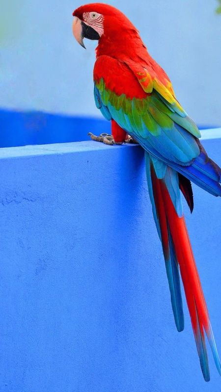 Download Parrots wallpapers for mobile phone free Parrots HD pictures