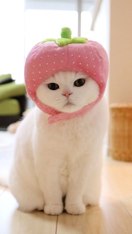Cute Cat Live - Wearing Strawberry Cap Wallpaper Download | MobCup