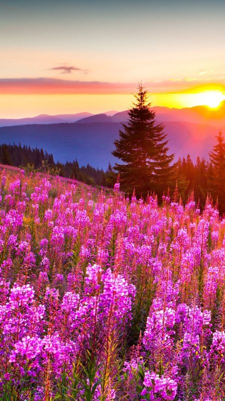 Nature - Sunrise - Good Morning - Background Wallpaper Download | MobCup