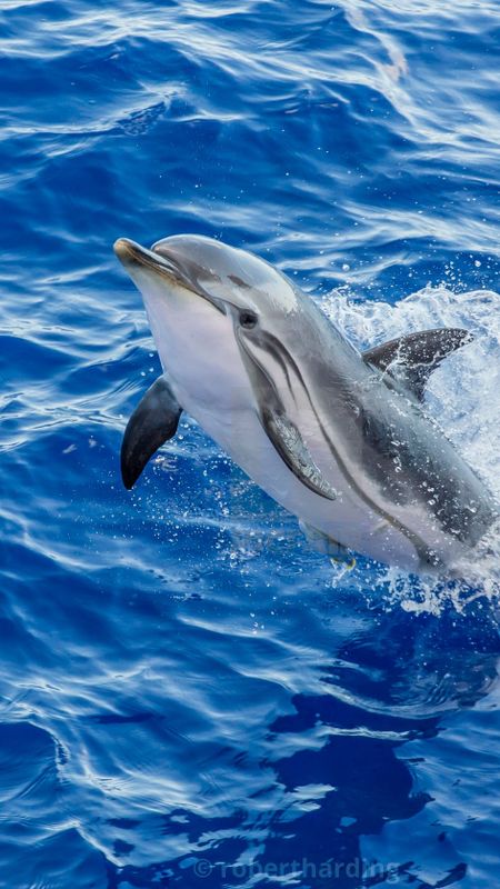 Dolphin | Cute | Cute Dolphin Wallpaper Download | MobCup