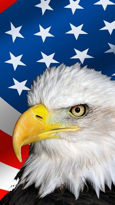 American Flag Eagle Stock Photos and Images  123RF