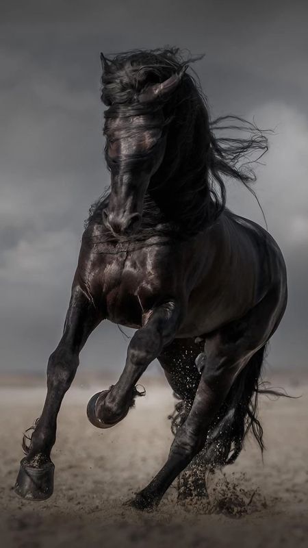 Beautiful Majestic Stunning Portrait of a Black Horse in Autumn · Creative  Fabrica