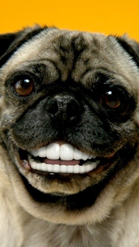 funny animal smile pictures