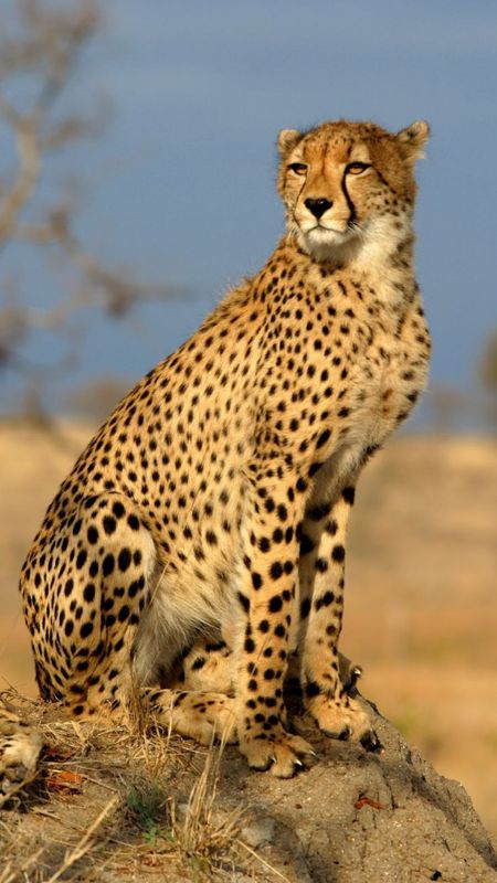 Cheetah | Big Cat Cheetah Wallpaper Download | MobCup