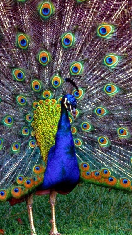 beautiful wallpapers of peacock
