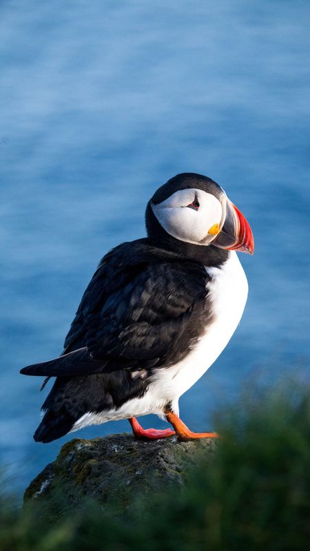 1 Free CC0 Puffins Stock Photos - StockSnap.io