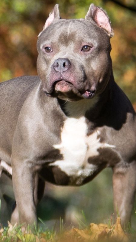 American Bully - Standard