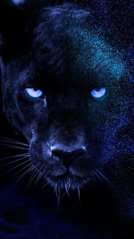 Black Panther Animal Stare Look Green Blur Background 4K HD Black Panther  Wallpapers | HD Wallpapers | ID #115111