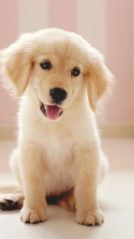 Cute Dog | Golden Dog Little Puppy Wallpaper Download | MobCup