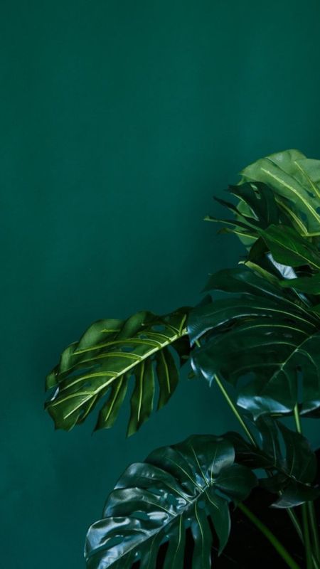 Green Aesthetic, Green Wallpaper Download