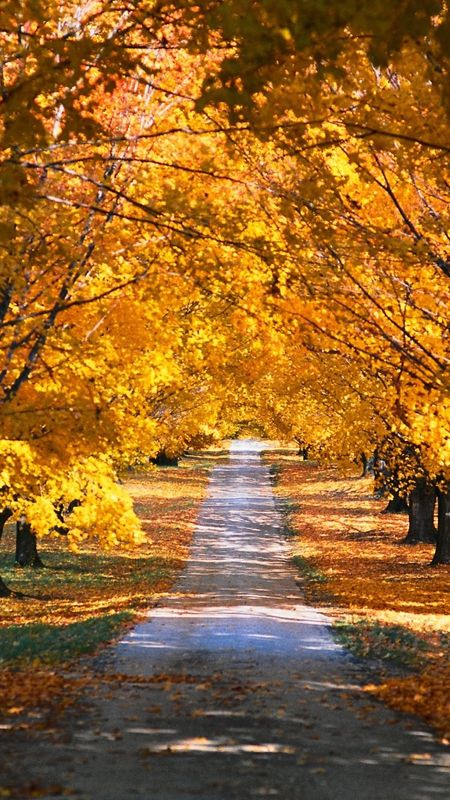 Beautiful Images For - Yellow Leaves Wallpaper Download | MobCup