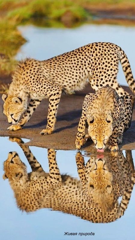 Cheetah Wallpaper Download