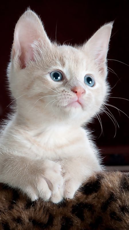 Cute white Cat Wallpaper Download | MobCup