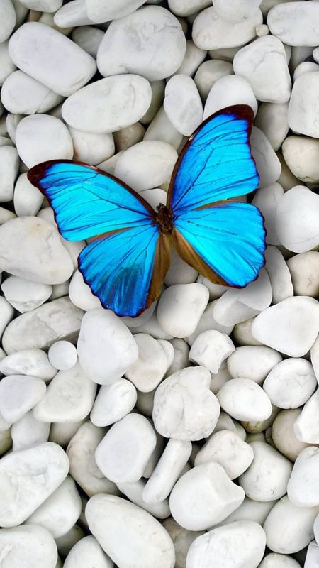 Blue Butterfly | Wonderful Aesthetic Wallpaper Download | MobCup