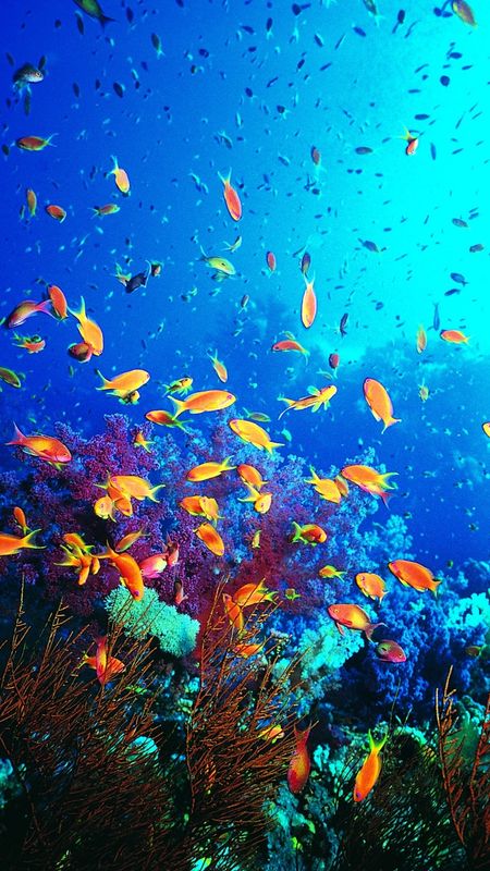 Fish Water | Colorful Fishes Wallpaper Download | MobCup