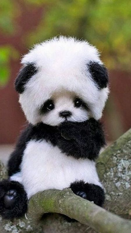 Panda | Cute Baby Panda Wallpaper Download | MobCup