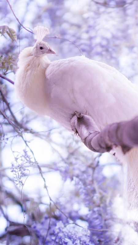 White Peacock - peacock set on tree Wallpaper Download | MobCup