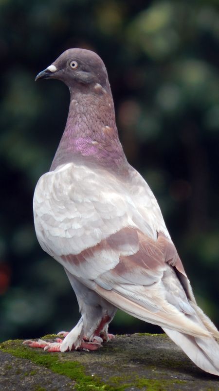 White pigeon Wallpapers Download | MobCup