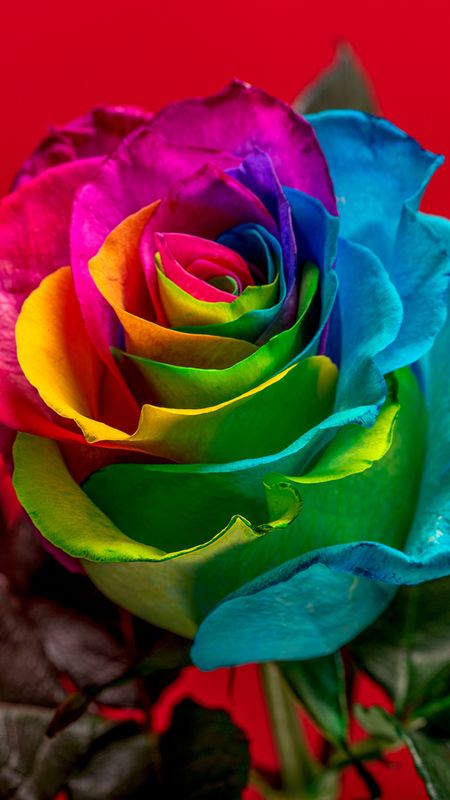 Rainbow Rose Wallpapers  Wallpaper Cave