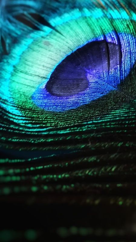Peacock Feather - Blue Peacock - Feather Wallpaper Download | MobCup