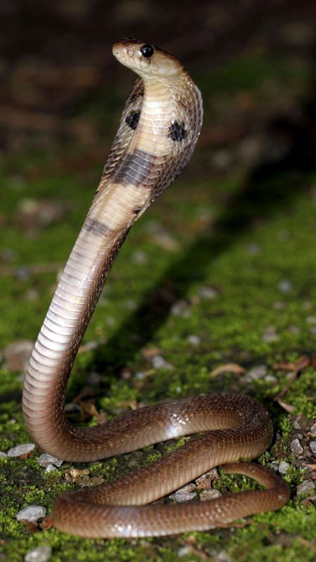 Snake | Kobra | King Wallpaper Download | MobCup Snake | Kobra | King Wallpaper Download | MobCup