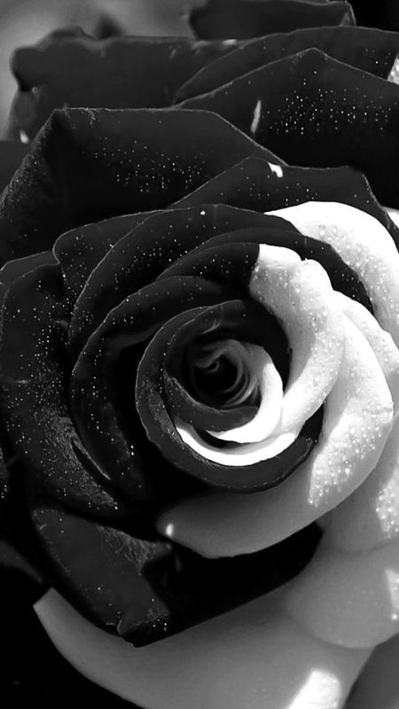 Black Rose - Black And White - Rose Wallpaper Download | MobCup