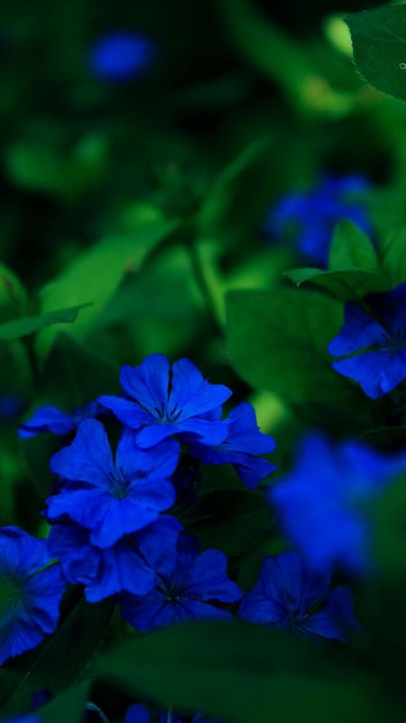 Blue Colour | Blue Colour Flower | Blue Flower Wallpaper Download | MobCup