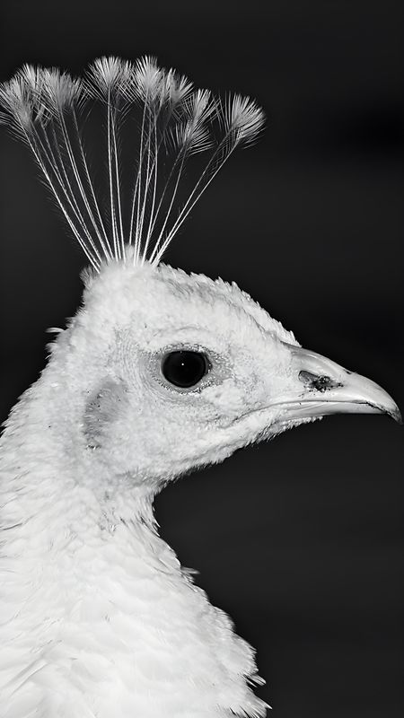 White Peacock - eyes Wallpaper Download | MobCup