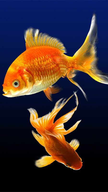 Fish Water | Orange Wallpaper Download | MobCup