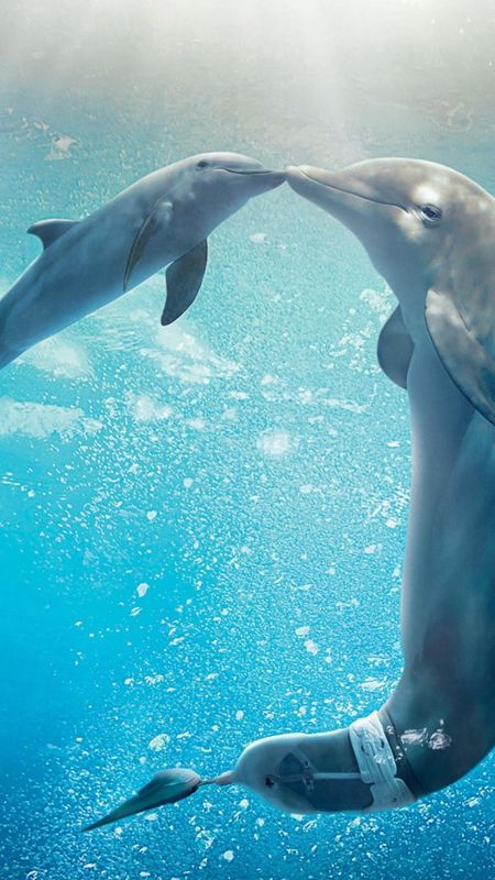 Dolphin with baby dolphin Wallpaper Download | MobCup