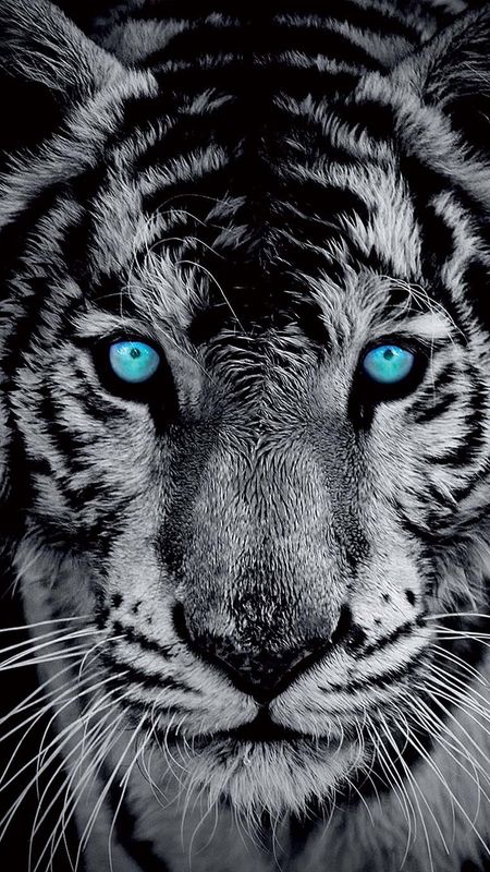 90+] Angry Tiger Eyes Wallpapers - WallpaperSafari