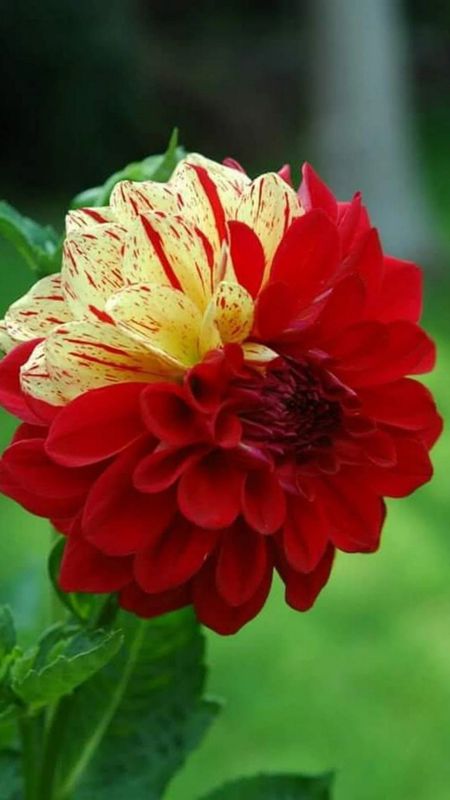 Dahlia | Red Wallpaper Download | MobCup