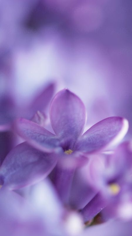 Light purple flower HD wallpapers  Pxfuel