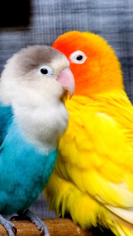 Love Birds - Colorful - Parrots Wallpaper Download | MobCup