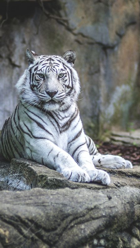white tiger  Playground AI