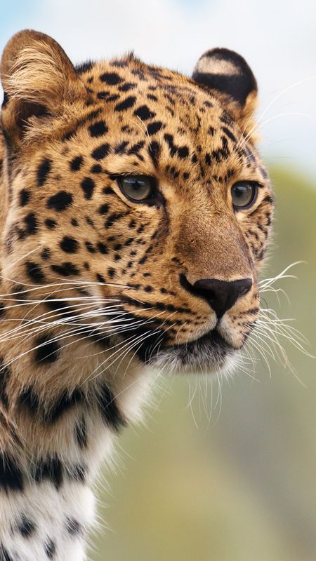 Cheetah Wallpaper Download