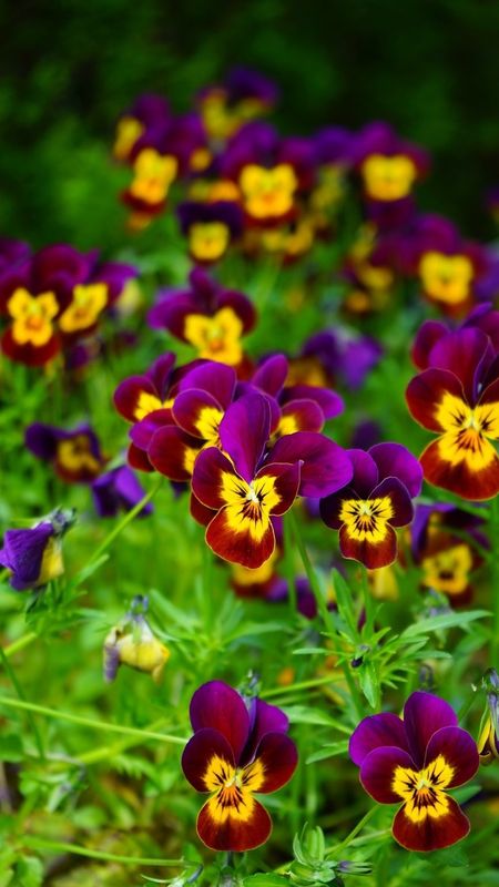 AI generated Blooming pansies flowers with drops of water close-up  background. Summer wallpaper. Ai generated 35356983 Stock Photo at Vecteezy