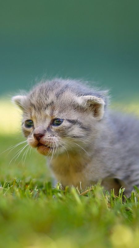 Cute Baby Cat - Little Cat Wallpaper Download | MobCup