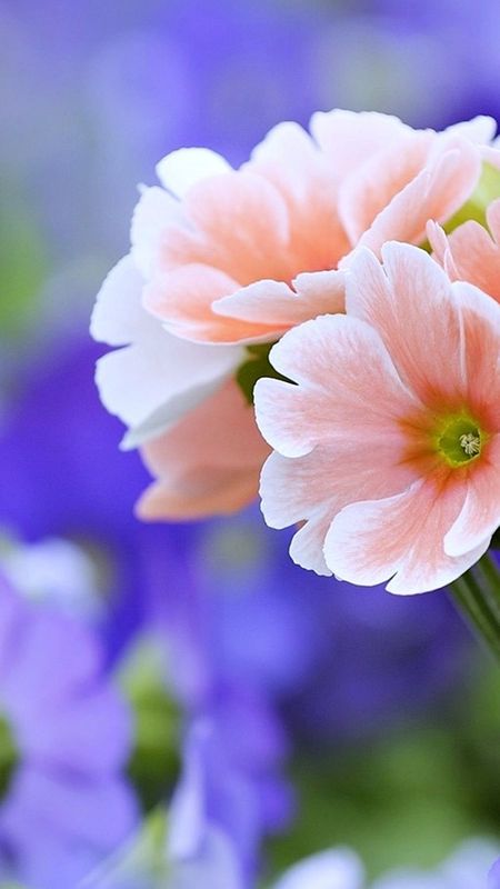 Beautiful Flower - HD Wallpaper Wallpaper Download | MobCup